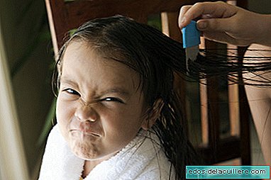 Tea tree oil for lice: there is no scientific evidence to help fight them