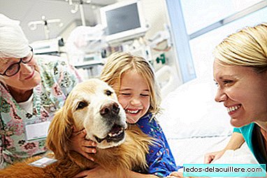 هذه هي الطريقة التي يعمل بها Zénit ، كلب العلاج الذي يساعد في تقليل الألم والقلق لدى الأطفال في المستشفى