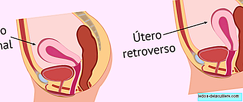How does the inverted uterus affect pregnancy?
