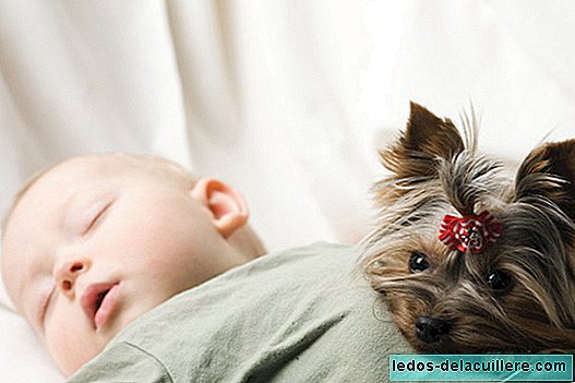 How to prepare your dog for the arrival of the baby: nine tips to make the first meeting between the two wonderful