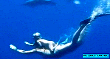 The stunning video of a mother and two-year-old daughter swimming with dolphins