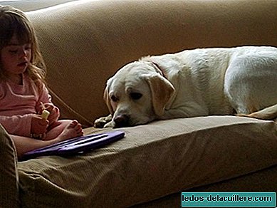 כלבה של ילדה סוכרתית עם תסמונת דאון זיהה ירידה ברמות הסוכר שלה במרחק של 8 ק"מ