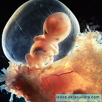 Spectacular images of conception and pregnancy week by week