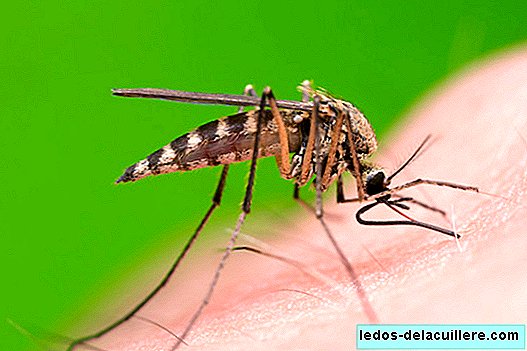 Estes são os bugs que podem morder seus filhos neste verão: como evitá-lo e tratar mordidas