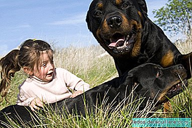 Šokējoši tēli, kā māte aizstāv savu dēlu no dažu suņu uzbrukuma