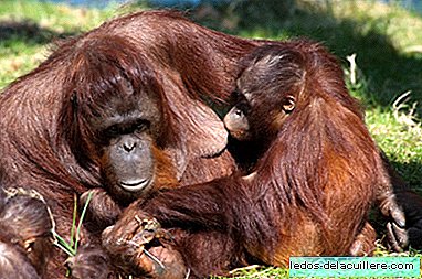 Îi dai încă un tit? Ei descoperă că orangutanii alăptează până la 8 ani sau mai mult