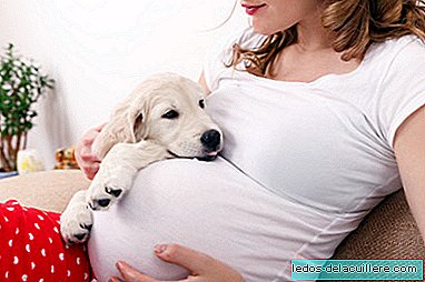 Kan hunden din vite at du er gravid? Hva sier vitenskapen