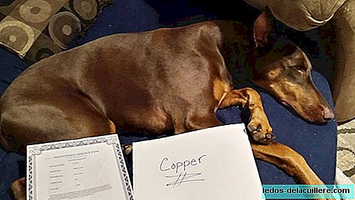 His dog rescued him and now he has sold his toys to help him: the beautiful story of Connor and Copper