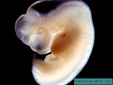 A surprising finding: the first beat of the fetus occurs only 16 days after conception