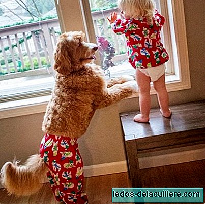 A labradoodle dog and a two-year-old boy: the adorable couple that causes sensation
