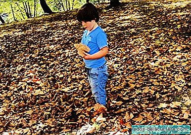 Atividades de fim de semana: coleta de folhas de árvores com crianças