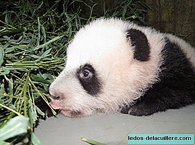 Ursul panda masculin născut la Zoo Aquarium din Madrid în august 2013 se va numi Xing Bao