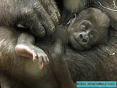 Madridi loomaaia akvaarium palub abi väikese gorilla nime valimisel