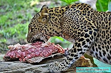 At the Fuengirola Bioparc they celebrate the birthday of the Nuwa leopard with a carnivorous cake