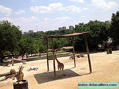 În grădina zoologică din Madrid vă puteți bucura deja de punctul de vedere al pajiștii africane