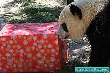 今年のクリスマスはマドリードのアクアリウム動物園キャンプに来ます