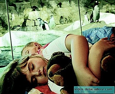 Le 14 mai, Faunia propose aux enfants une expérience magique en dormant à côté des pingouins