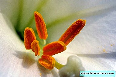 Information on pollen in the Community of Madrid