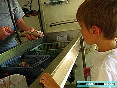 אלרגיה לדגים נמצאת במקום השלישי באירועים אלרגיים בילדים