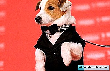 فيلم Pancho ، الكلب المليونير لديه بالفعل مقطورة الترويجية المتاحة