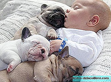 De ømme bildene av en baby med tre små bulldogger