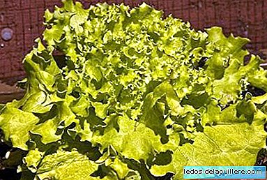 Transgenic lettuce with more folic acid to prevent malformations in pregnancy