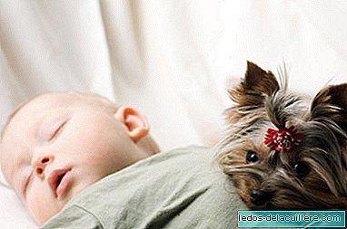 Babies who live with dogs have a lower risk of developing asthma