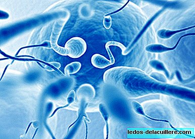 The sperm of the first phase of the ejaculate are more effective in conceiving