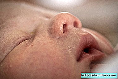 Newborns learn the smell of their mother to feed
