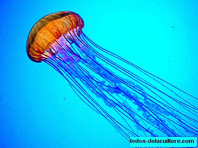 Jellyfish on the beach: how to protect and act?