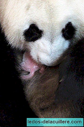 Nieuwe geboorte van panda's in de dierentuin van Madrid na Chulín en de tweeling Po en De De
