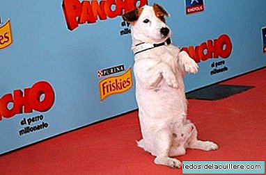 Pančo, miljonāru suns bērniem, lai atklātu draudzības vērtību