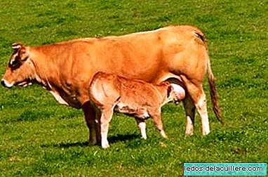 Tại sao trẻ sơ sinh không nên cho sữa bò?