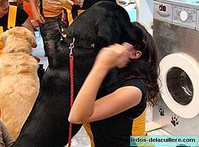 Pioneer program of assistance with dogs to minors in the courts of the Community of Madrid
