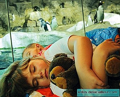 Do you want to take your little ones to sleep with the penguins in Faunia?