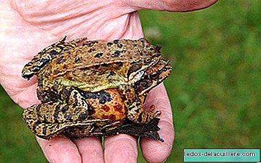 Да ли сте знали да је у прошлости тест трудноће био жаба?