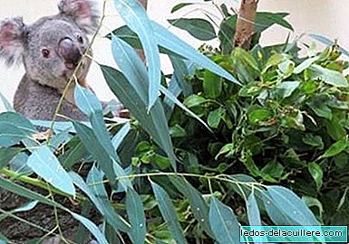 Een nieuwe mannelijke Koala genaamd Kuna arriveert in het Zoo Aquarium in Madrid