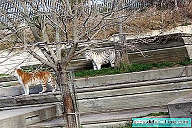 Μια χρυσή τίγρη ονομάζεται Ντόρα φτάνει στο ζωολογικό κήπο Μαδρίτης για να συνοδεύσει Falcao