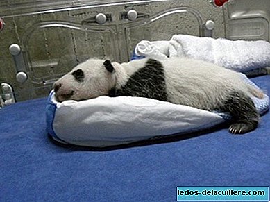 We will be able to see the images of the Panda of the Zoo Aquarium of Madrid in streaming