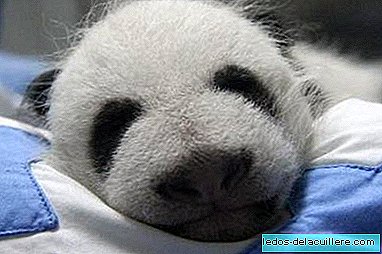 Du kan nå stemme for navnet på pandabjørnen i Madrid Zoo