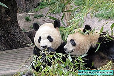 Aquário do zoológico de Madri descarta seus filhotes de panda gigante com um grande ato oficial