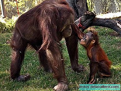 Madrido zoologijos sodo akvariumas siūlys informatyvius pokalbius lapkričio 10–16 dienomis ir monografinį primatų kursą