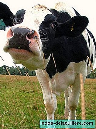 Alerģijas zīdaiņiem: alerģija pret govs piena olbaltumvielām