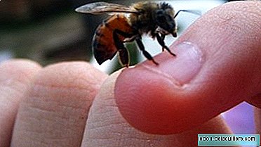 Alergie u dětí: alergie na hmyz