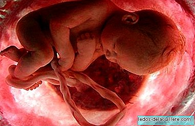 Placental bacteria may cause premature births