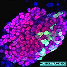 الخلايا الجذعية الأندلسية