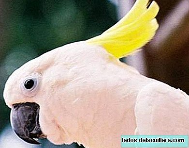 Exchange two children for a cockatoo and 175 dollars