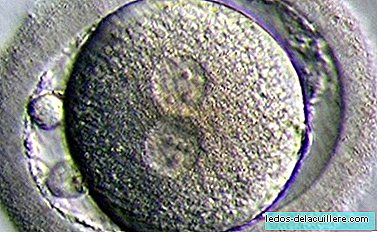 Le destin incertain des embryons congelés