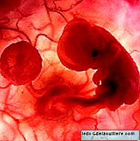 Studie k určení mechanismů spontánního potratu