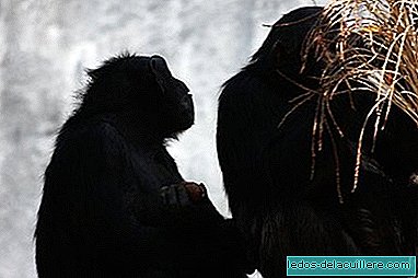 Net šimpanzės konfliktus išsprendžia be smurto